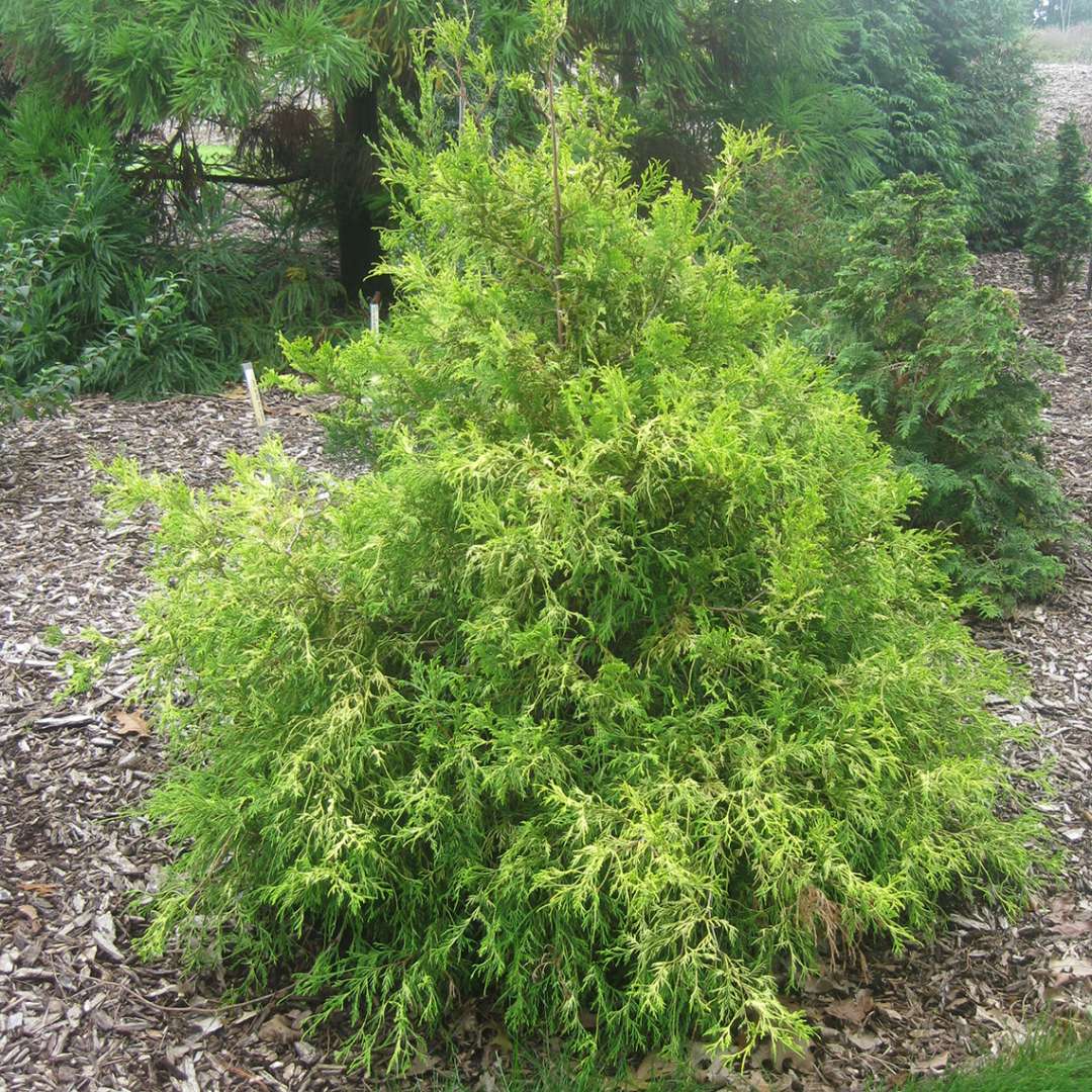 False Cypress - ‘Gold Mop’