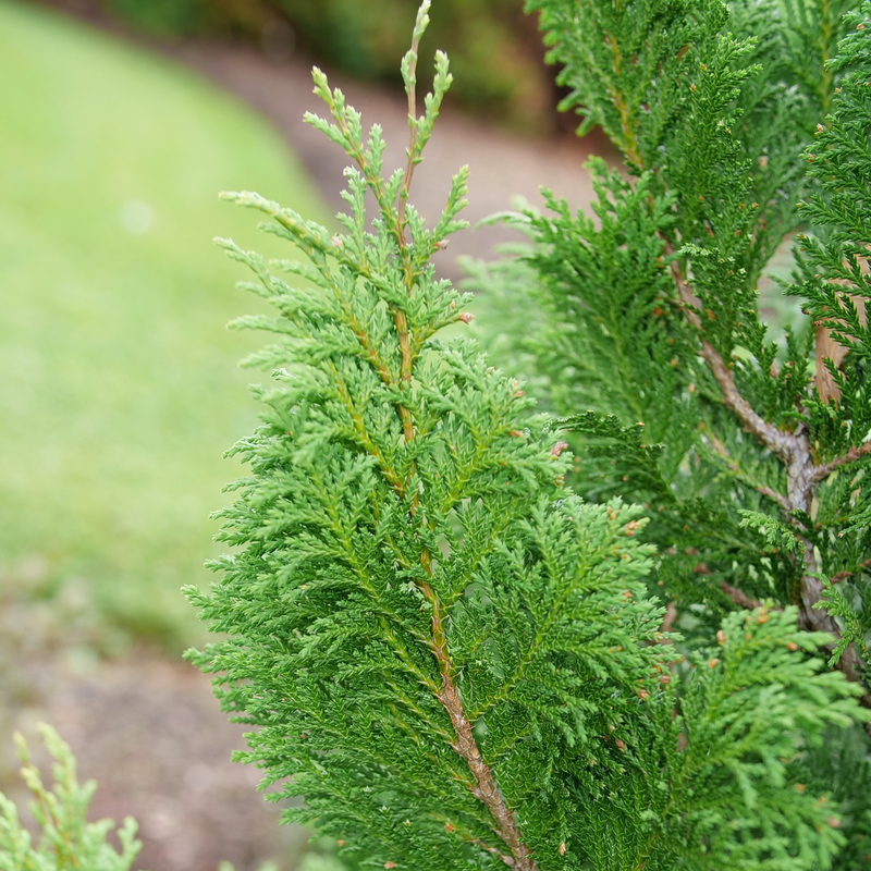 False Cypress - CEDAR RAPIDS