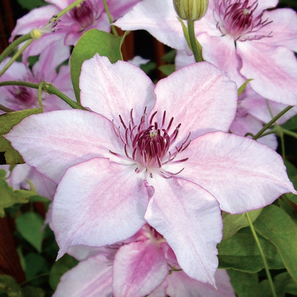 Clematis - Charissima
