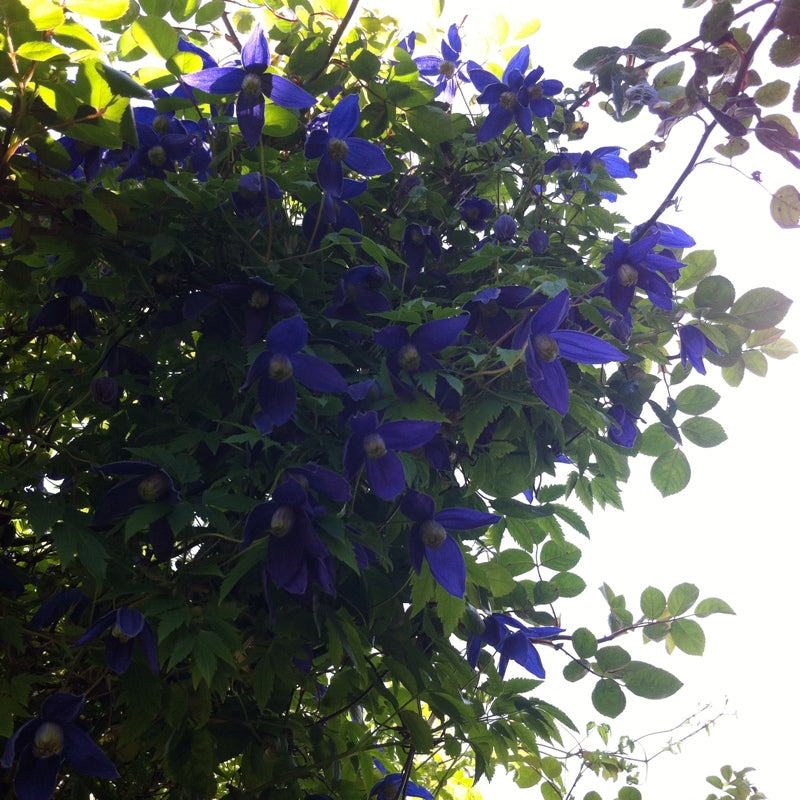 Clematis 'Alpina Blue Dancer'