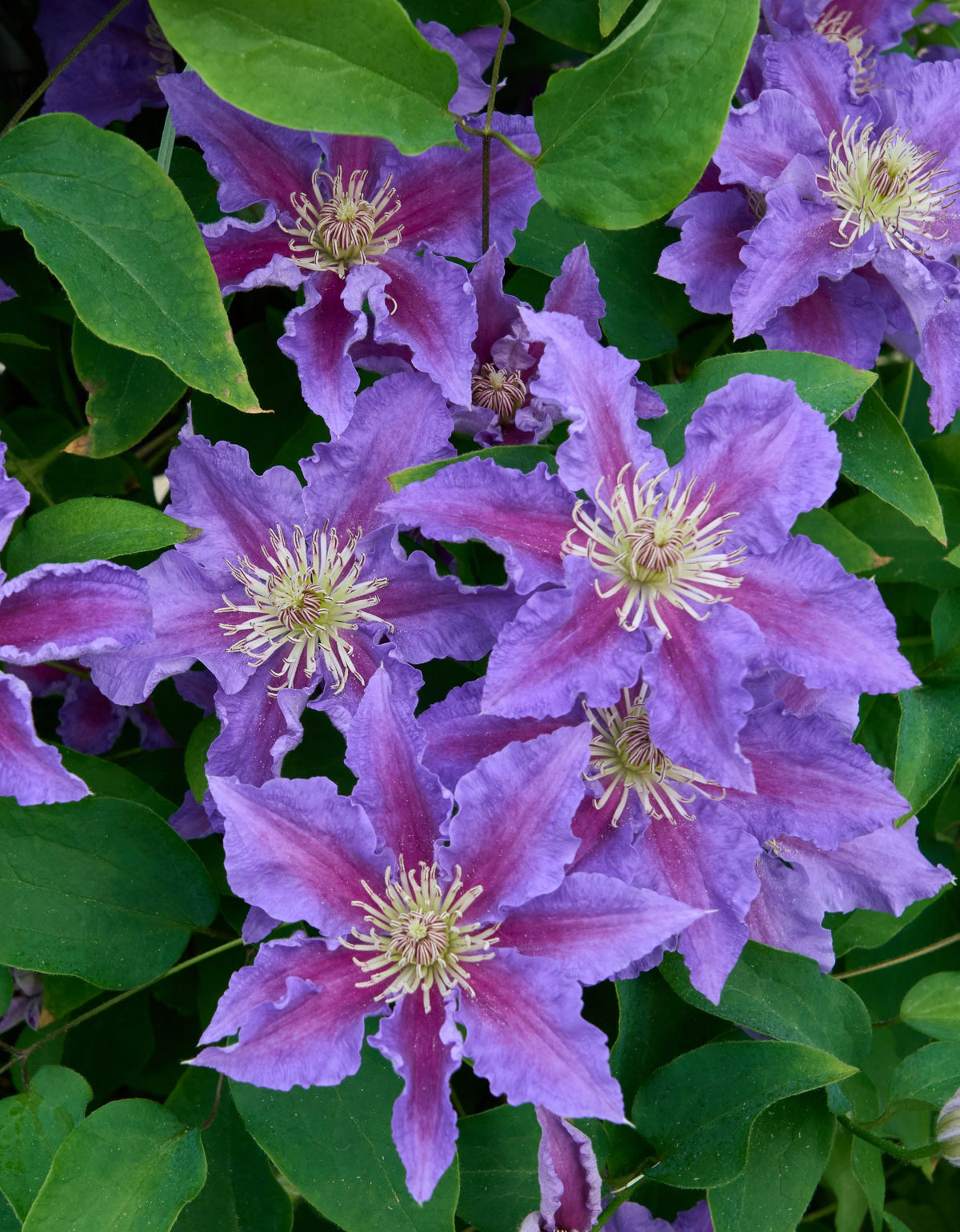 Clematis - Baroness Fookes