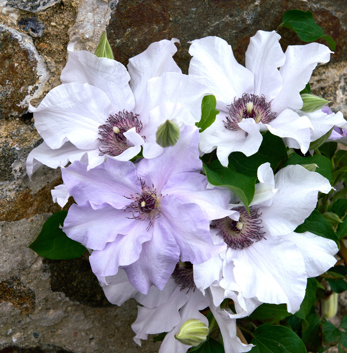 Clematis - Eliza