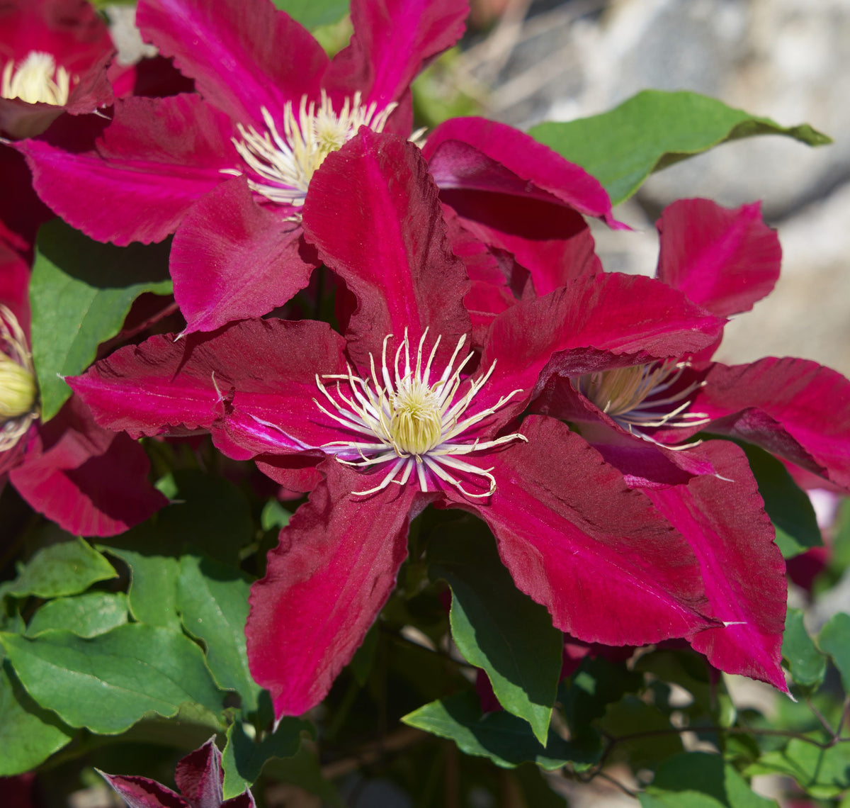Clematis - Elpis