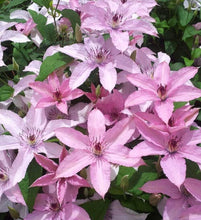 Load image into Gallery viewer, Clematis &#39;Hagley Hybrid&#39; AKA &#39;Pink Chiffon&#39; - Late Blooming
