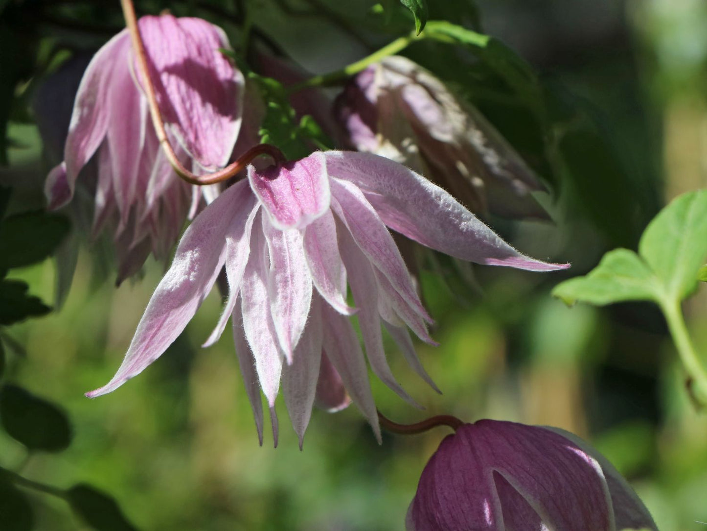 Clematis 'Alpina Pink Flamingo' AKA Atragena