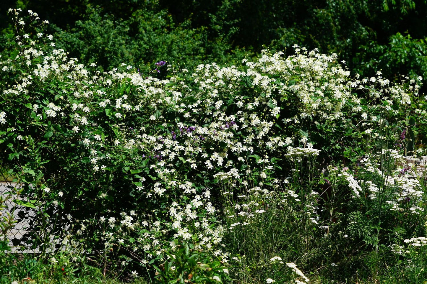 Clematis 'Summer Snow' AKA 'Fargesioides' AKA 'Paul Farges'