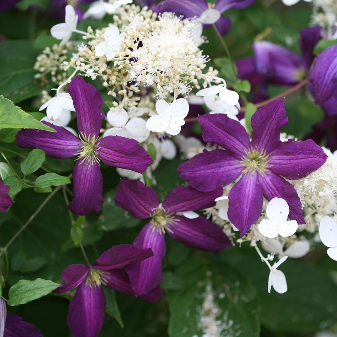 Clematis - Happy Jack Purple