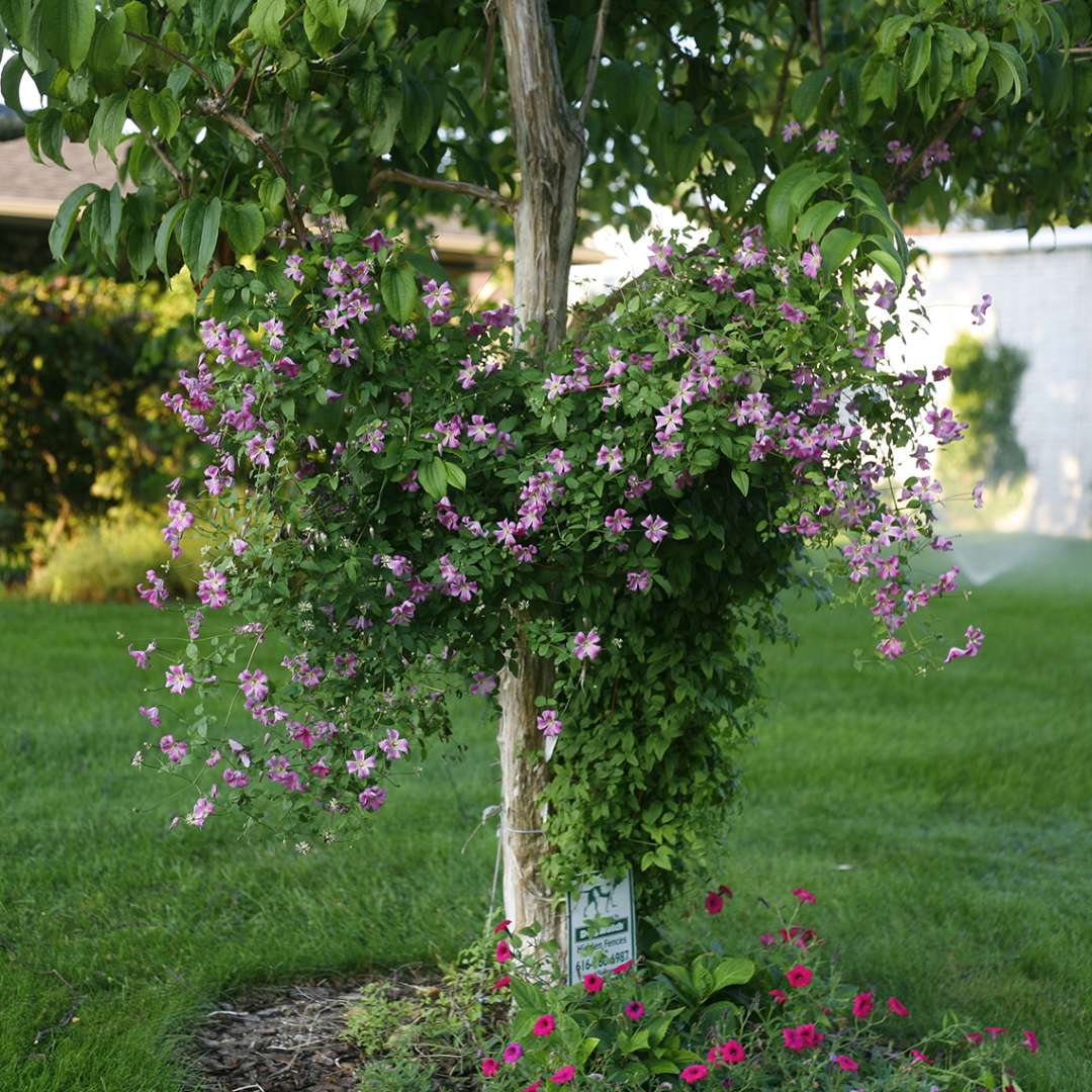Clematis - PINK MINK