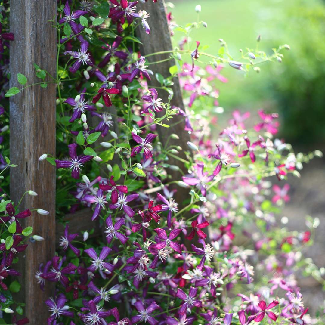 Clematis - Sweet Summer Love