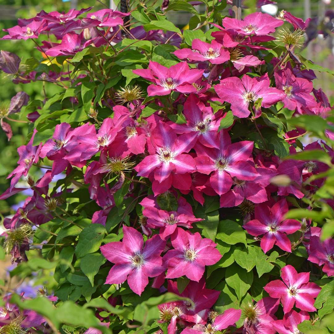 Clematis - ‘Diamond Ball’