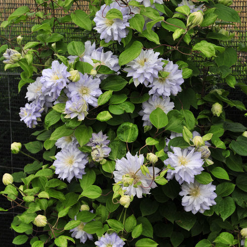 Clematis - Diamond Ball