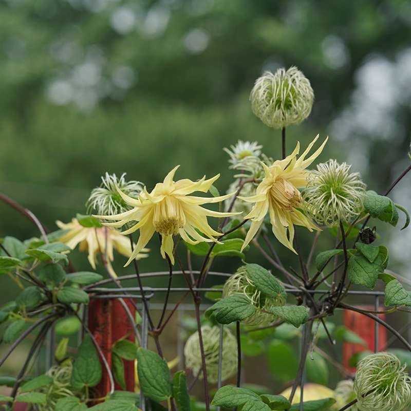 Clematis - FUNYELLA
