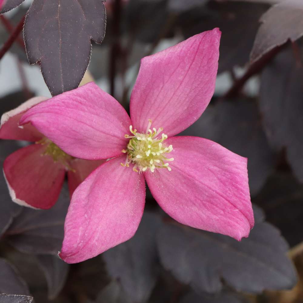 Clematis - MOONGATE MOCHA
