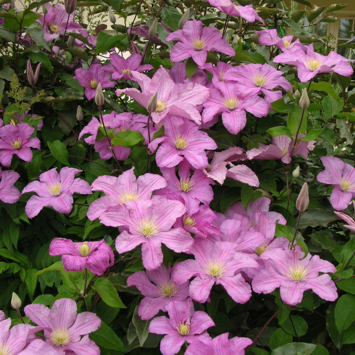 Clematis 'Cometesse De Bouchaud'