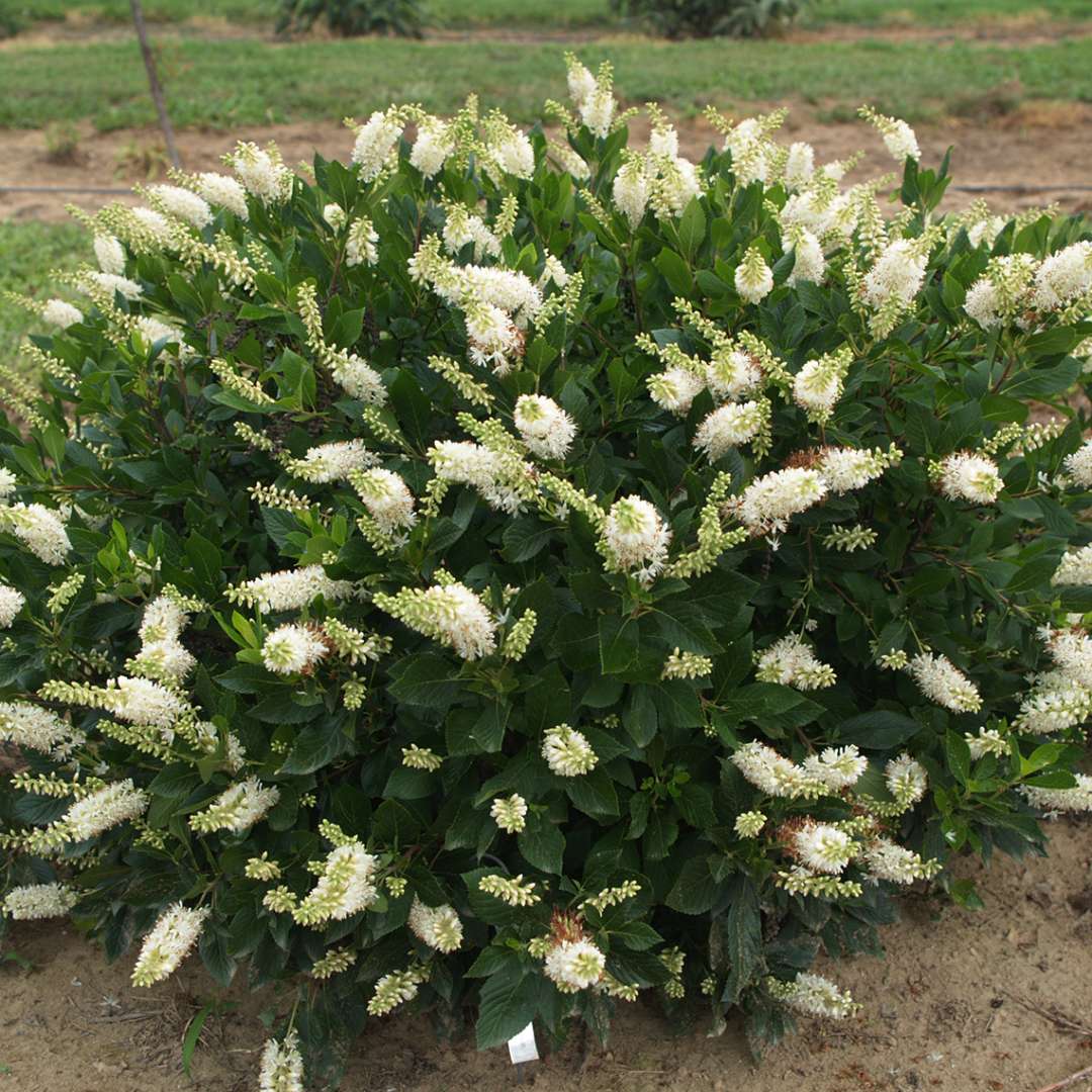 Summersweet - SUGARTINA ‘Crystalina’