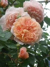 Rose - Climbing - Colette