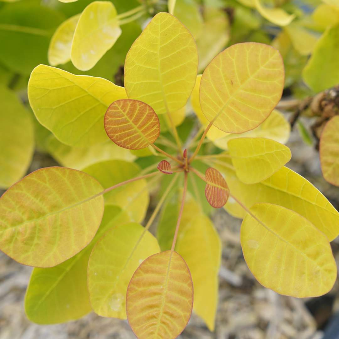 Smokebush - WINECRAFT GOLD