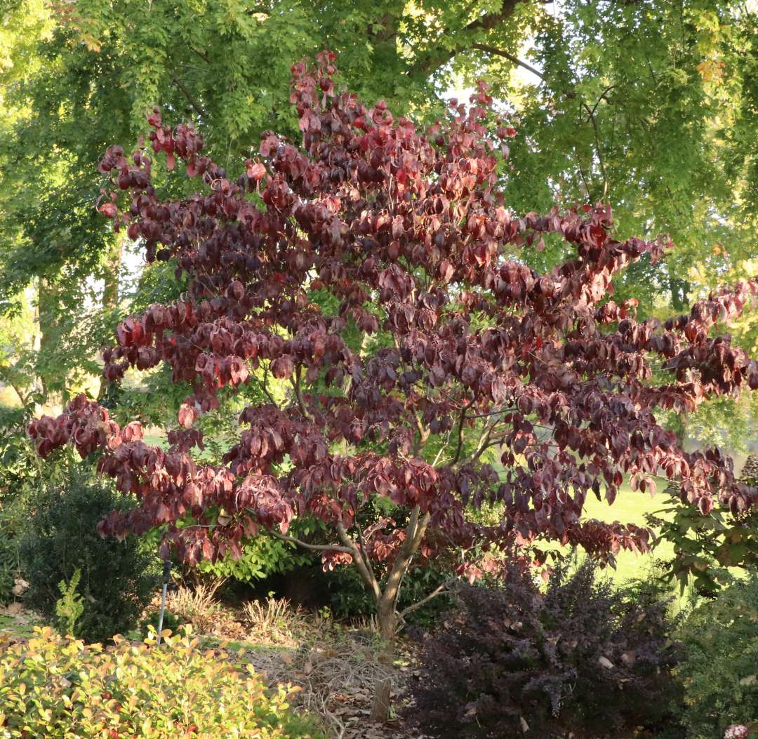 Flowering dogwood - PEACHY CREAM