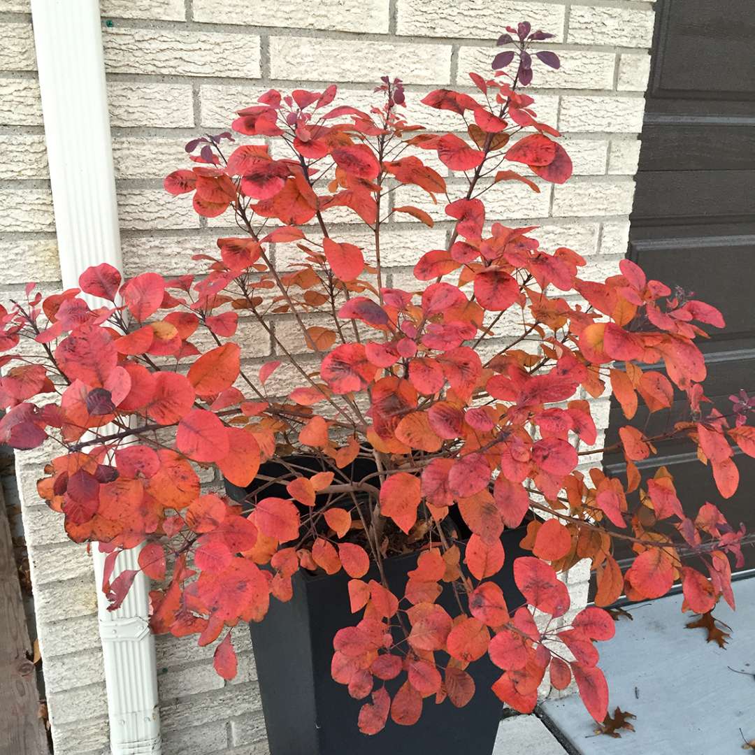 Smokebush - WINECRAFT BLACK