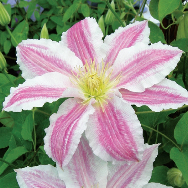 Clematis - Vancouver Cotton Candy