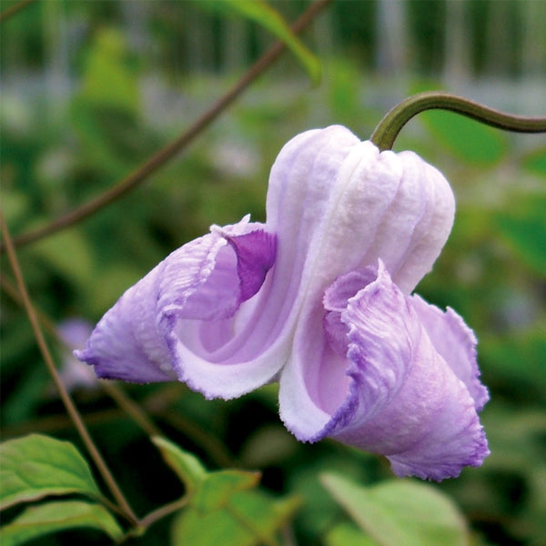 Clematis - Crispa
