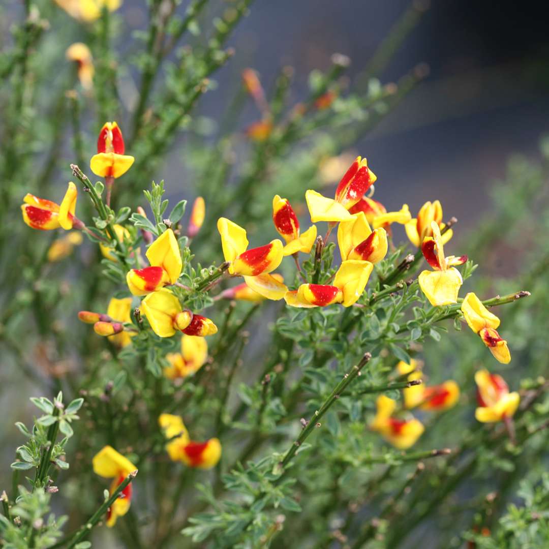 Scotch Broom - SISTER DISCO