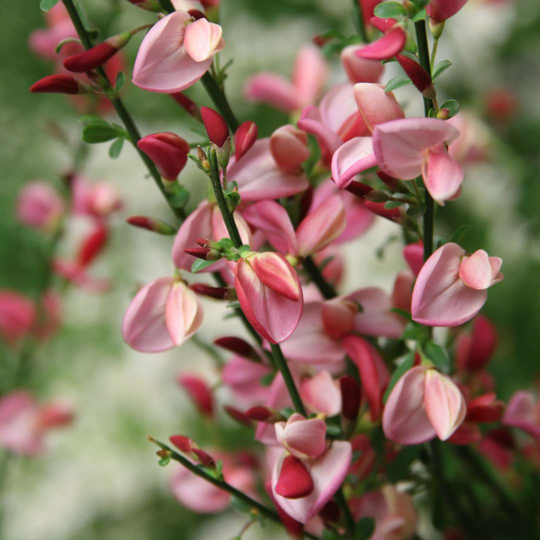 Scotch Broom - SISTER ROSIE