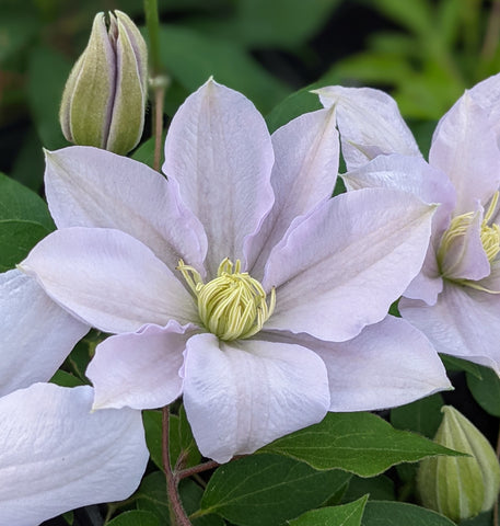 Clematis 'Chelsea' - 3 ft Dwarf Variety