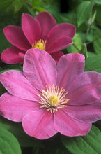 Load image into Gallery viewer, Clematis &#39;Abilene&#39; - Pink - 4ft Dwarf Variety
