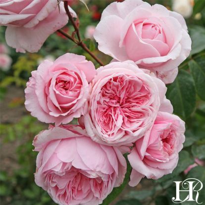 Rose - Climbing - Kiss Me Kate