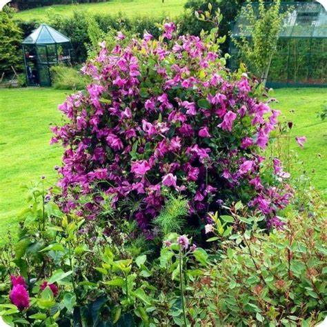 Clematis 'Alionushka' - AKA ‘Alyonushka’, ‘Alionushka’; integrifolia ‘Alionushka