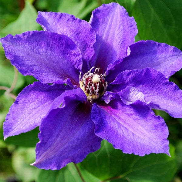 Clematis - Vancouver Danielle