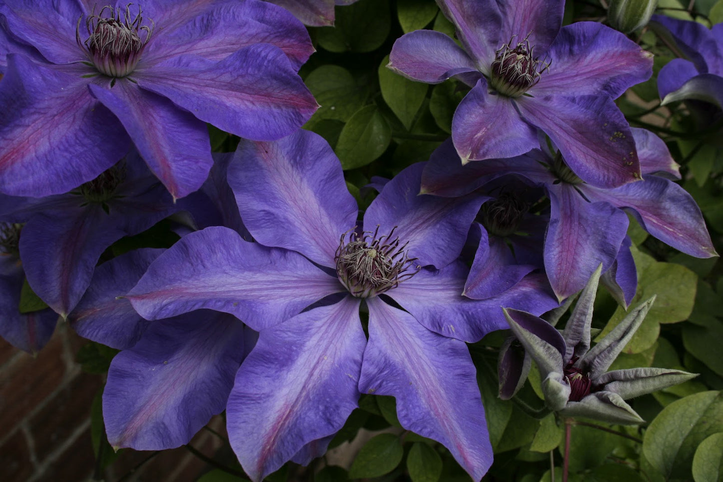 Clematis 'Elsa Spath'