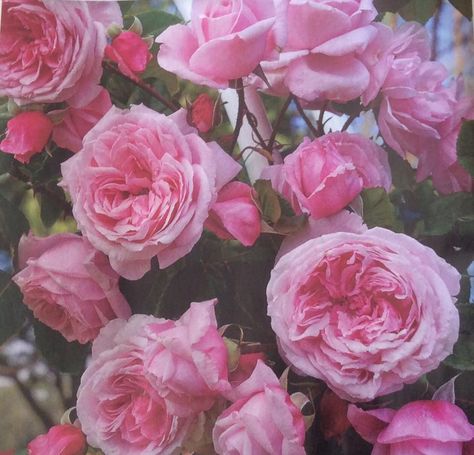 Rose - Climbing - Kiss Me Kate