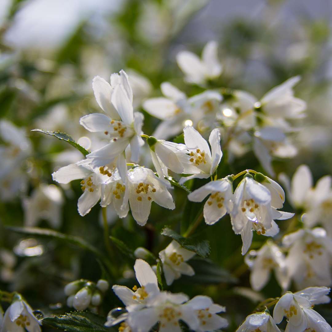 Deutzia 'NCDX1'