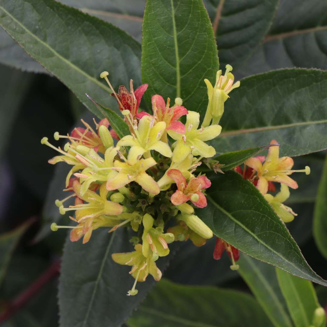 Diervilla × 'SMNDSA'