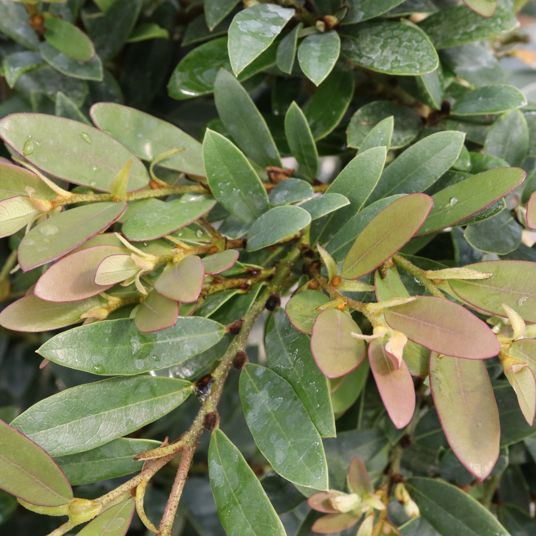Distylium