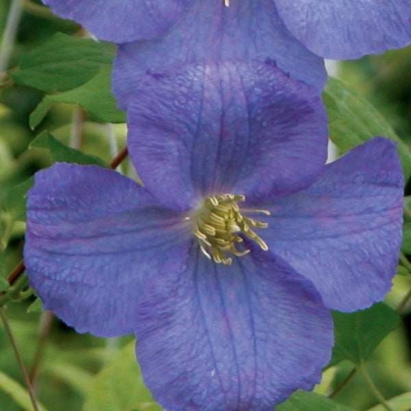 Clematis - Dominika