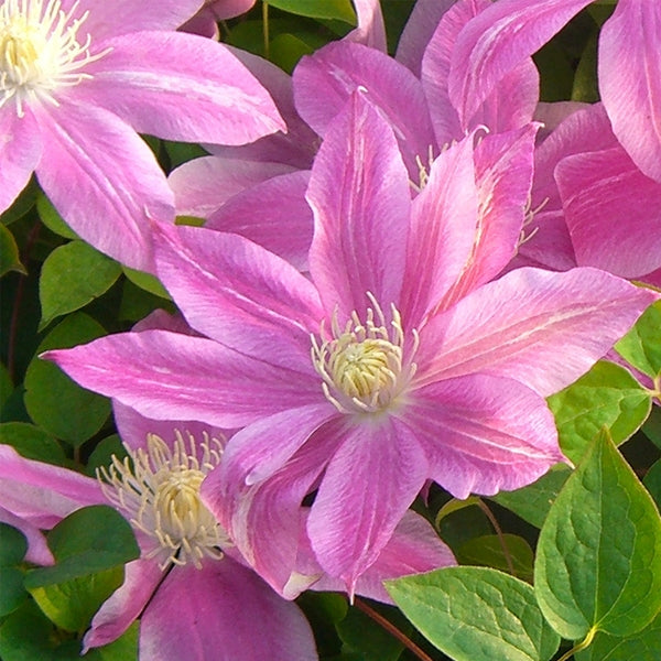 Clematis - C.W. Dowman