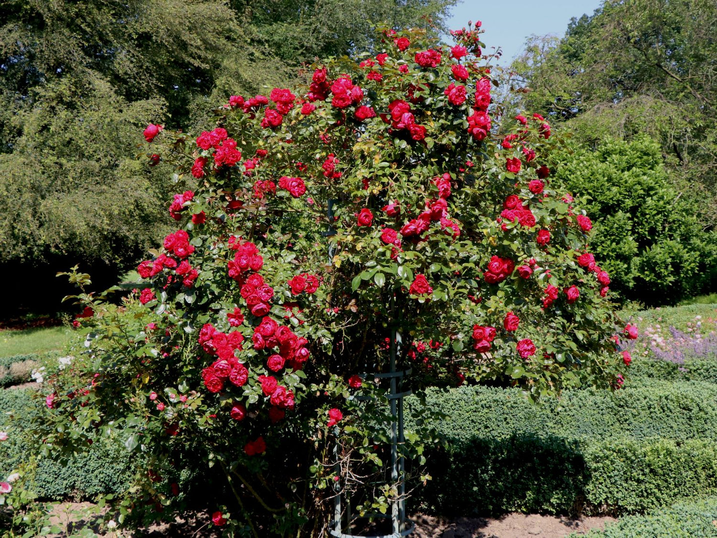 Rose - Climbing - Florentina