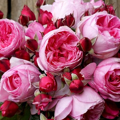 Rose - Climbing - Kiss Me Kate