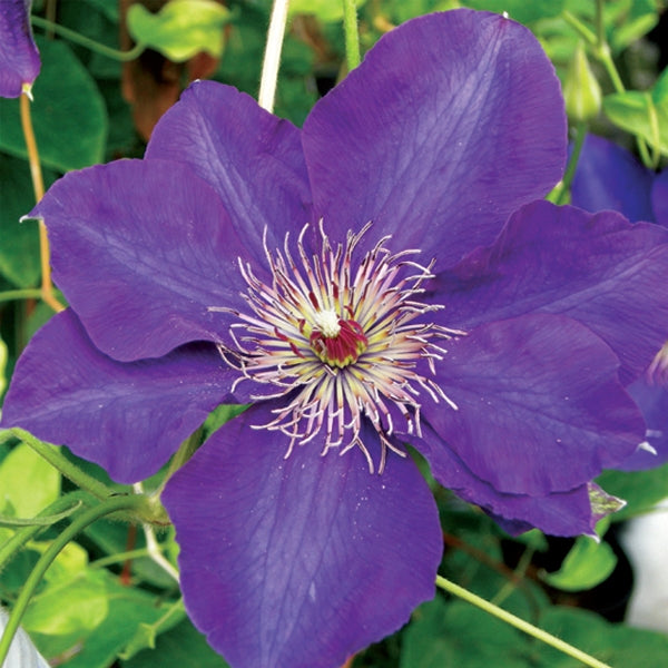 Clematis - Edo Murasaki
