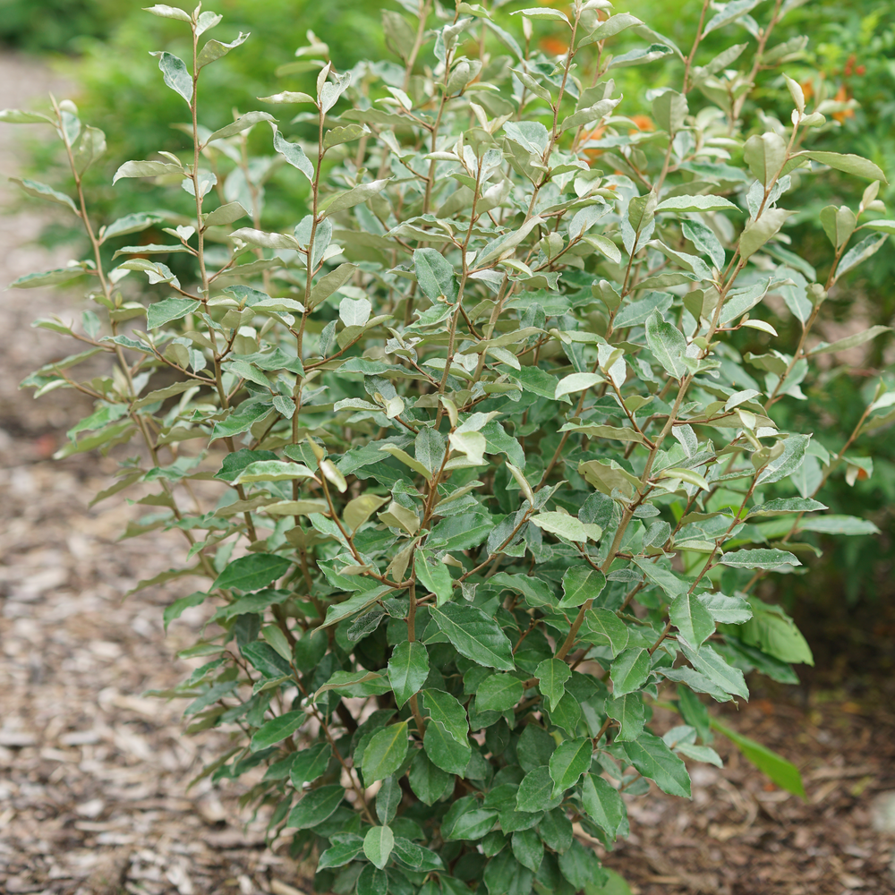 Thornless silverthorn - MR. SMOOTH Seedless