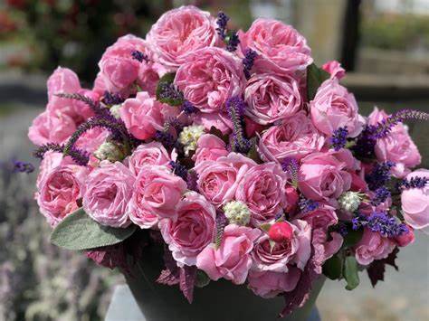 Rose - Climbing - Kiss Me Kate