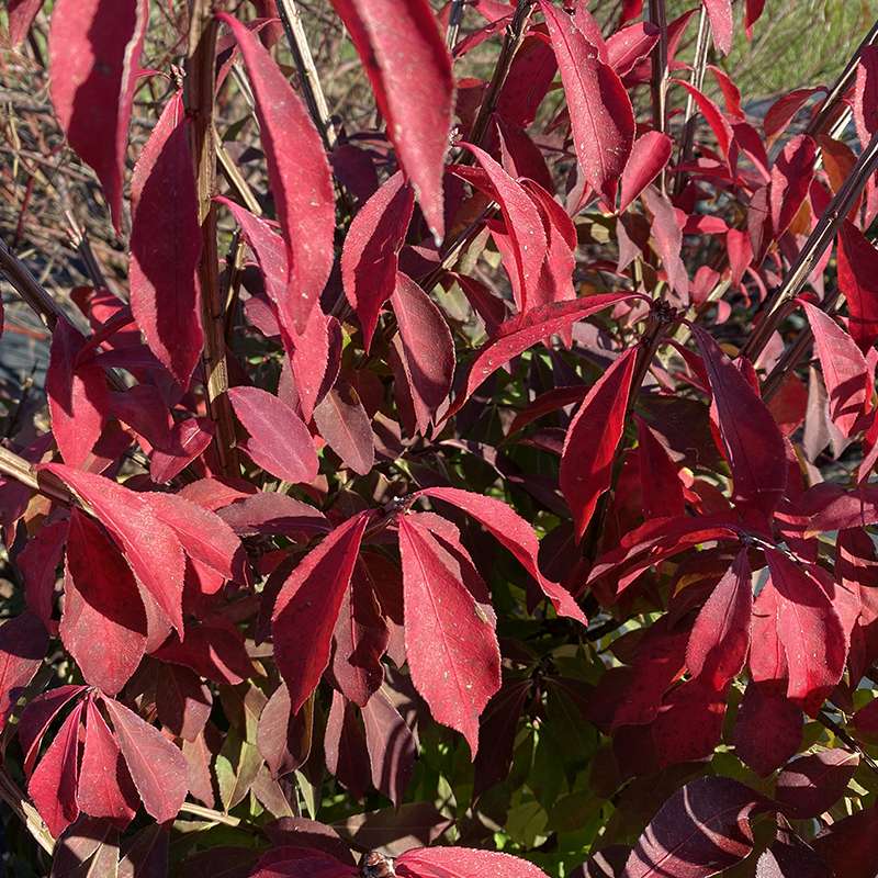 Burning bush - FIRE BALL SEEDLESS