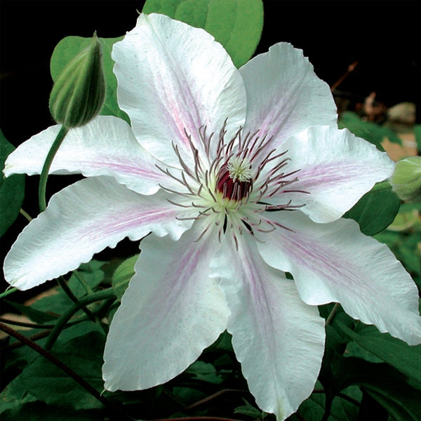 Clematis - Fair Rosamund