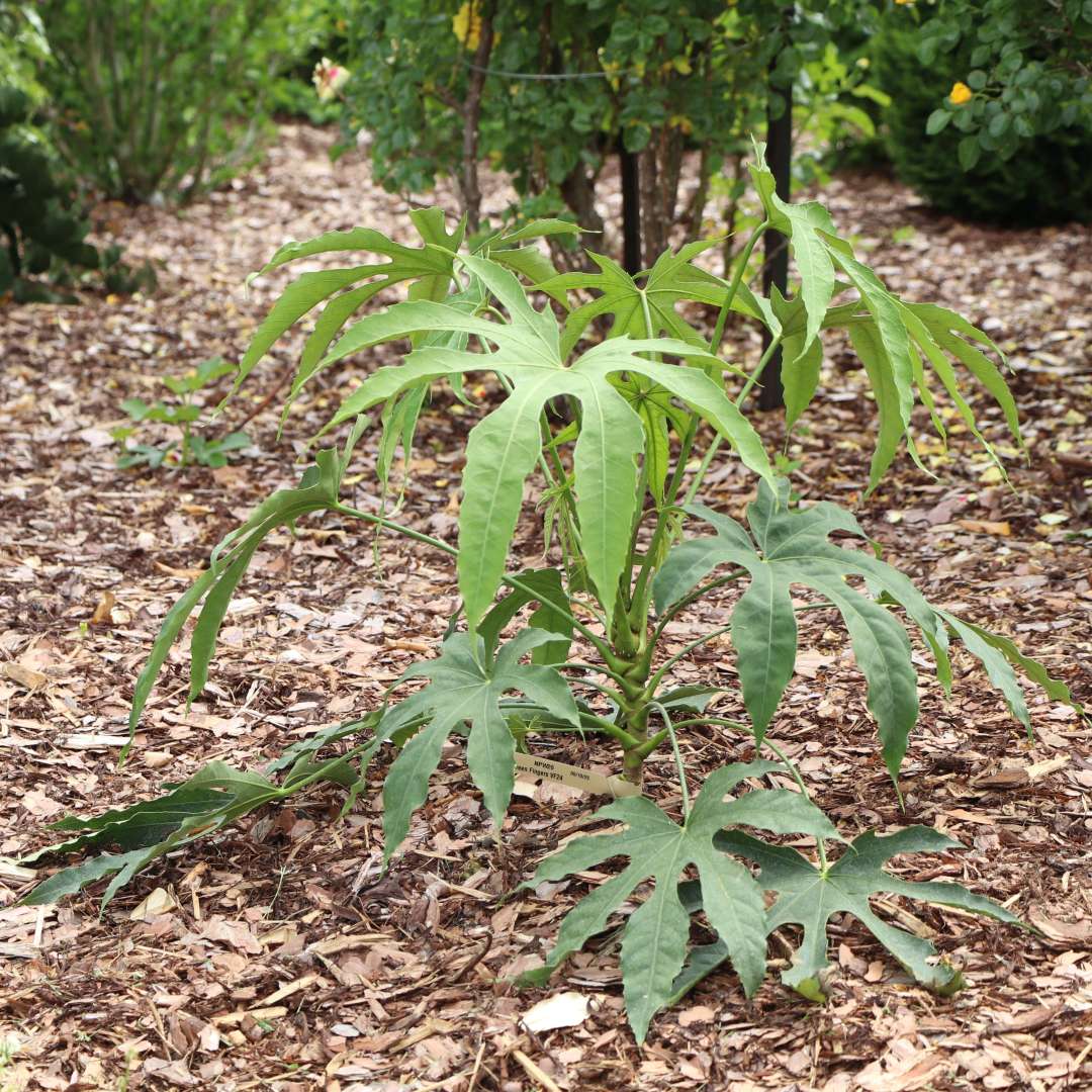 Fatsia 'Butterfly'