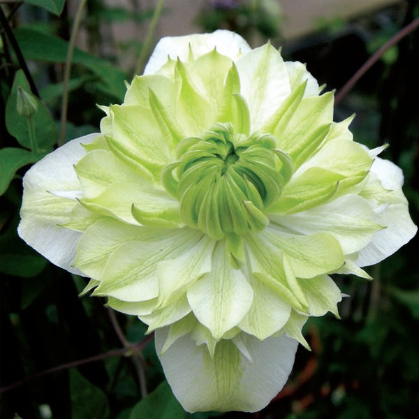 Clematis - florida Alba Plena