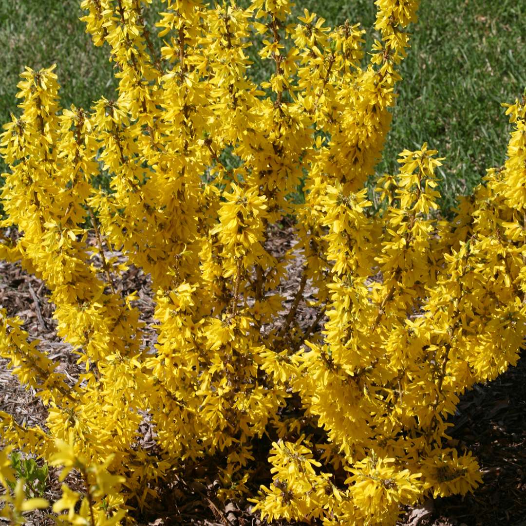Forsythia 'NIMBUS'