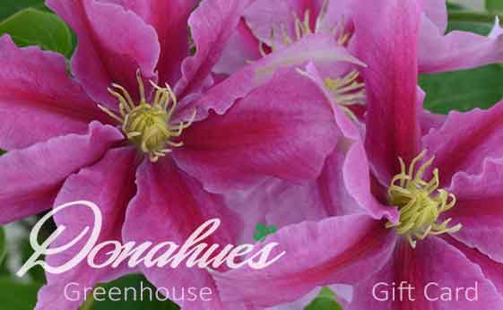 Clematis - Gift Card